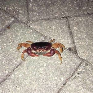 Meet your Posher, Sterling